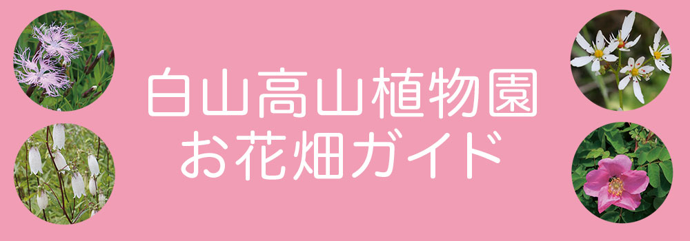 お花畑ガイド